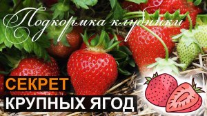Подкормка Клубники во время Налива Ягод и Плодоношения
