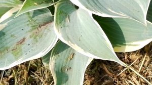 Летний день.mp4