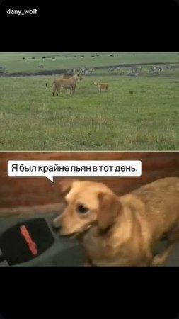 смелый пес