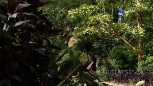 БУДДЛЕЯ  Секреты Выращивания и Лучшие Виды для Вашего