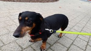 Песня про таксу Nikita Ladonin