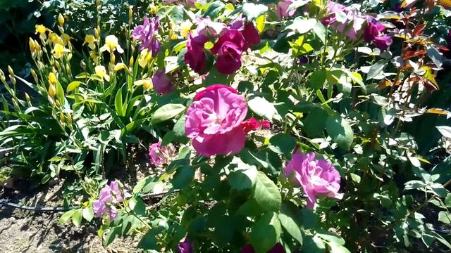 Цветёт роза Голубая Рапсодия. смотреть онлайн