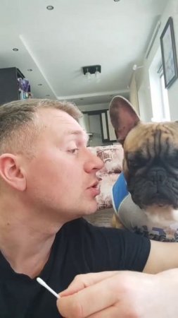 ДНК-тест для французского бульдога #французскийбульдог #собака #суперсобака #собакиприколы #бульдоги