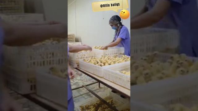 @Олтин балик$ комплекси жужа очиш инкиботори .Бройлер ? смотреть онлайн