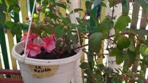 Фуксии La Rosita и ещё другие начинают своё цветение