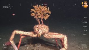 🎬 Есть ли жизнь в ледяных водах Атлантики. Обитатели морей и океанов. Подводный мир.