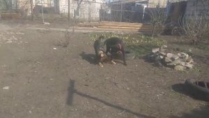 Кане Корсо немецкая овчарка метис играем