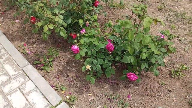 В парке цветут розы. Красота! 13.05.24 смотреть онлайн