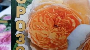 Купила розы зимой.