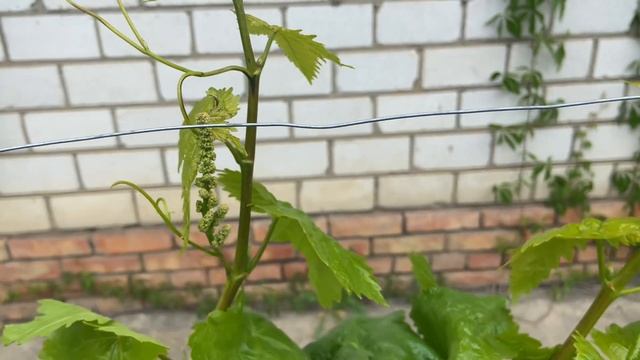 Вегетирующие саженцы результат с 21.01 по 6.05.2025