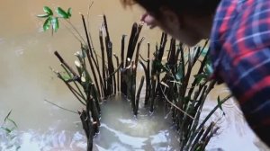 Уловистая Древнейшая ловушка для рыбы из прутьев или камней Женская рыбалка