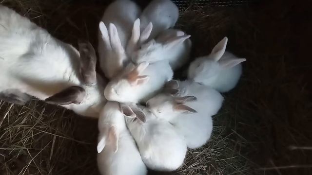 чем кормить кроликов для быстрого роста ( горох пропар смотреть онлайн