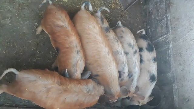 ХОРОШИЙ АППЕТИТ 🐖 МОИ МАТРОСЫ ЕДЯТ КАШУ смотреть онлайн