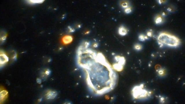 Живий пил з Сахари мікроскопія темного поля.