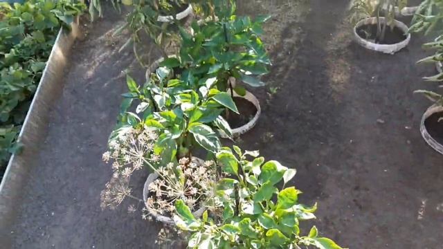 Огород 27 июля. Надеюсь они не погибнут. Уже с ней не бор смотреть онлайн