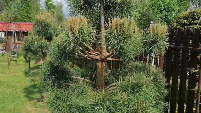 пришло время стрижки сосны по принципу садового бонсая. май 2023 смотреть онлайн