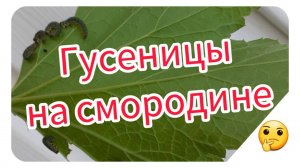 Гусеницы на смородине