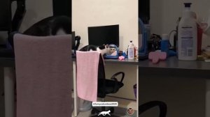 Котики