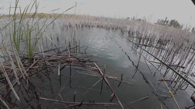 ЛОВИЛ КАРАСЯ, НО ТУТ ПРИШЛИ САЗАНЫ МОНСТРЫ И НАЧАЛАСЬ ?