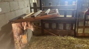 14.02.2025. Схема кормления овец после окота.