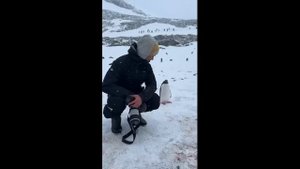 Пингвин подходит к людям - 2024 год