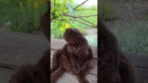 Любимая поза у кота.Прохладный вечер.Подсела на НТВ👍🤨#нашилюбимцы#жизньзагородом#природа