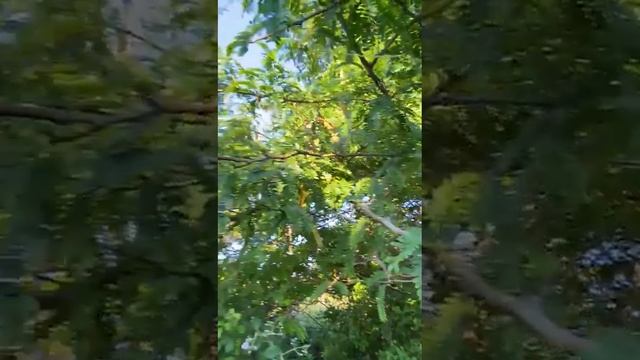 гигантская акация смотреть онлайн