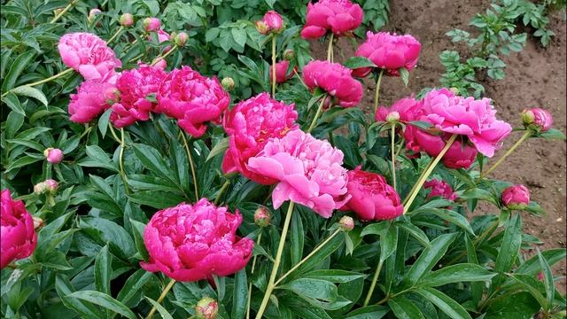 624. МОИ ЦВЕТЫ  только что цвели ......, а уже осень смотреть онлайн