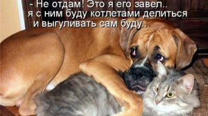 ПУШИСТЫЕ ЗВЁЗДЫ, ЛУЧШИЕ МОМЕНТЫ