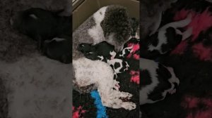 Новорожденные щенки той пуделя арлекин