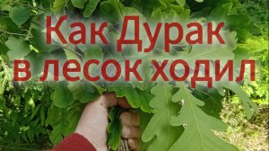 Дурак в лесу