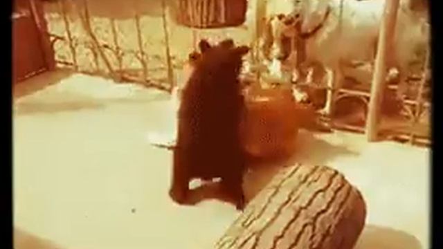 Медведь борец смотреть онлайн