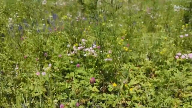 Воронеж июль 2020 (с телефона) смотреть онлайн