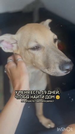 Майка может находиться на домашней передержке только до конца июня!