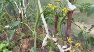 Помидоры в теплице. Пришла пора пасынковать 13 июня 2025