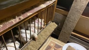 Нашим бройлерам 25 дней