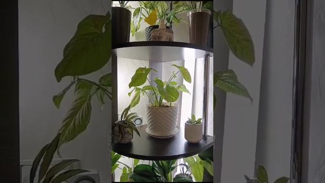 Обзор нового стеллажа для комнатных цветов смотреть онлайн