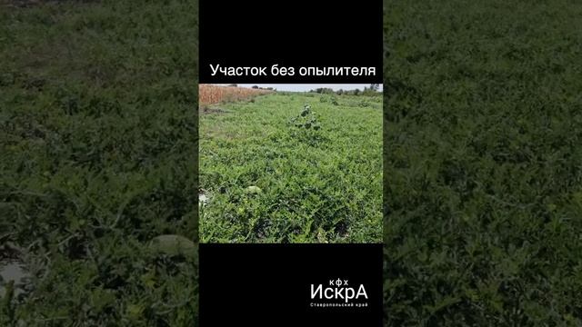 Сравниваем как растет триплоидный (бессменный) арбуз ? смотреть онлайн