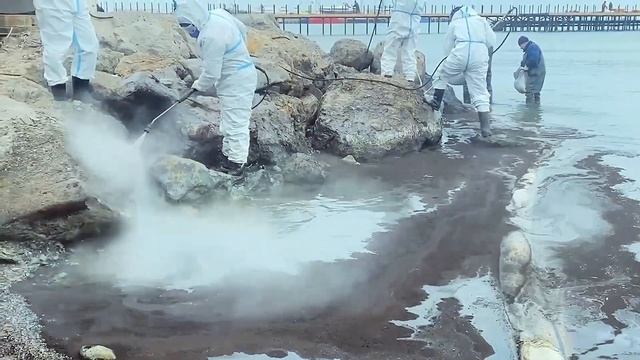 Анапа. Очистка камней от мазута в районе Центрального смотреть онлайн
