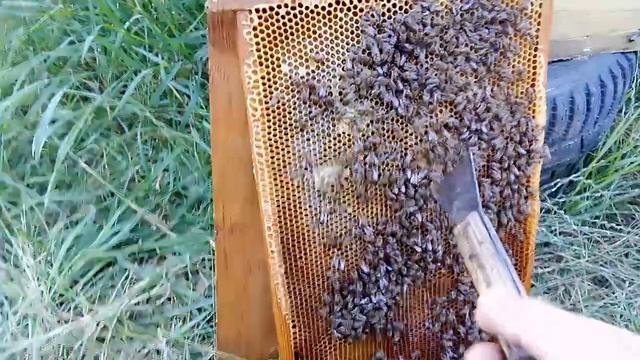 Чи буває мед в вуликах лежаках? 06.07.2024 смотреть онлайн