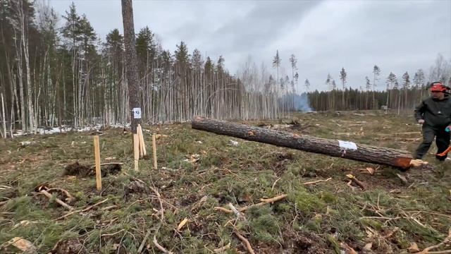 Соревнования лесорубов-юниоров. Йошкар-Ола. Бензопилы смотреть онлайн