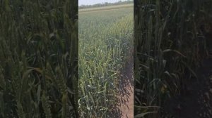 озимая пшеница сорт Юка Республика Калмыкия