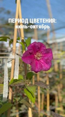 Один из самых ярких в позднем саду