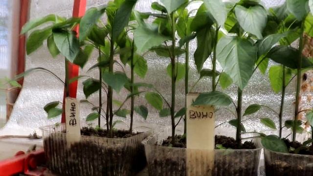 Рассада, кажется, поторопилась... смотреть онлайн