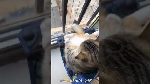 😻 Самые смешные кошки! 🐈 Подборка смешных видео кото