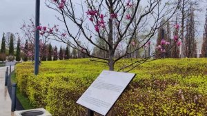 Парк Галицкого. Магнолии и "Капля" ("Геолокация"). Красн?