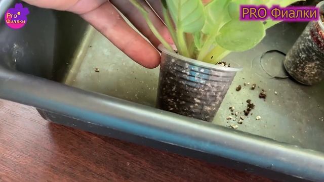 Фиалки, которые ОБЯЗАТЕЛЬНО ДОЛЖНЫ быть в КОЛЛЕКЦИИ у КАЖДОГО! Красивые ФИАЛКИ ХИМЕРЫ! смотреть онлайн