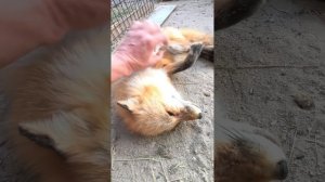 #лиса #лисица #лисёнок #fox