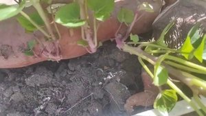 Все о батате за 10 мин от А до Я выращивание посадить хранение