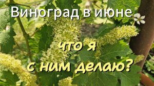Формирование винограда в ИЮНЕ. Удаление УСОВ и ПАСЫНКОВ.станица НАТУХАЕВСКАЯ
